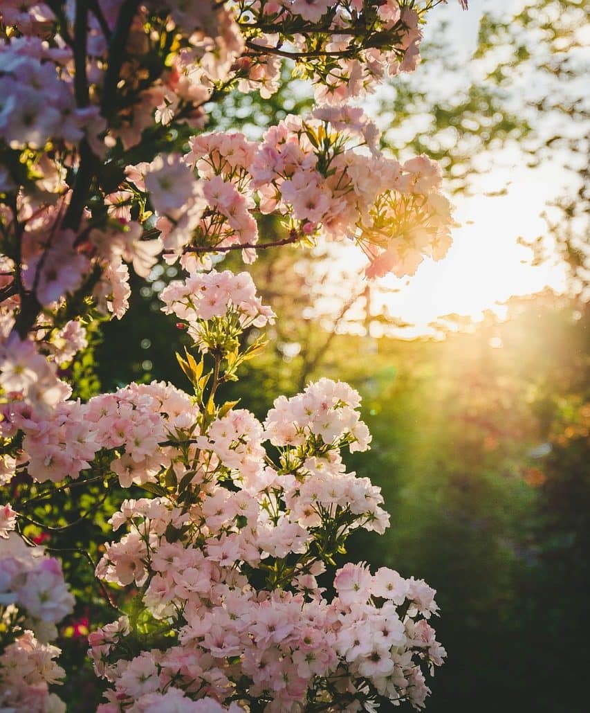 blooming, spring, garden-4112348.jpg
